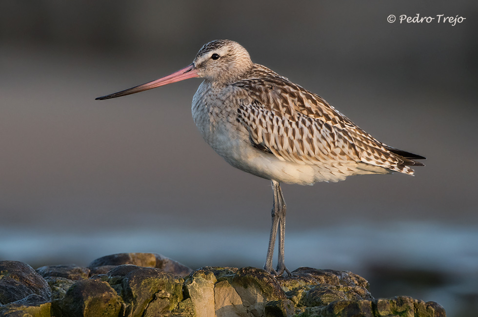 Aguja colipinta (Limosa lapponica)